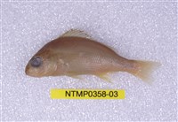 藏品(三線雞魚)的圖片